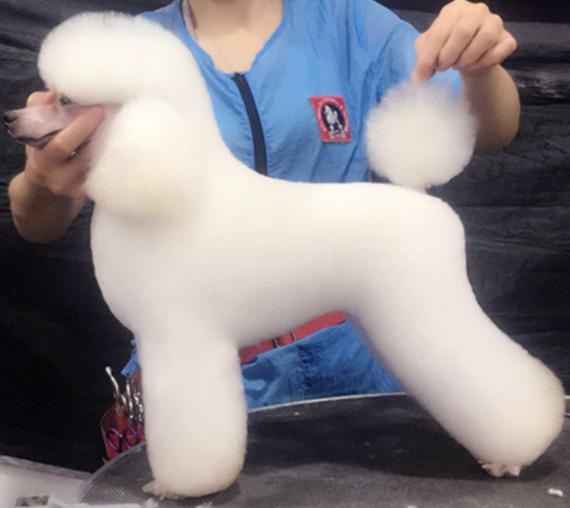 宝仔屋宠物美容